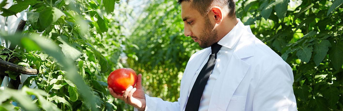 A scientist reviews the growth of a tomato in a hothouse A scientist reviews the growth of a tomato in a hothouse